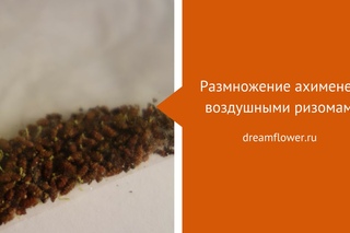 Ахименес: размножаем воздушными ризомами