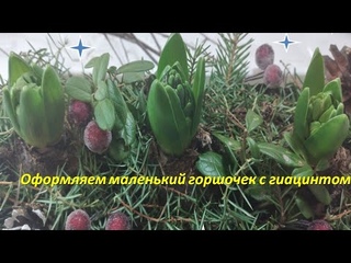 Оформляем маленький горшочек с гиацинтом к Новому году