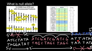What is Null Allele
