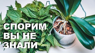 Спорим Вы ничего не знали про удобрение для орхидей из крапивы. Настой из крапивы