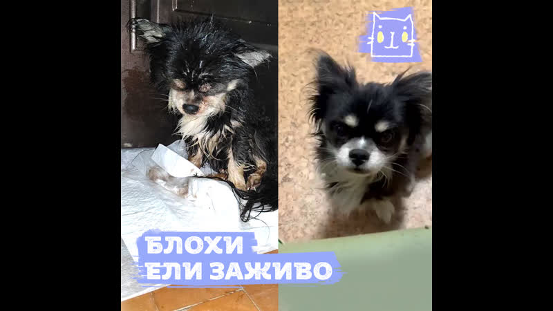 Оголодавший шпиц Салям умирал в