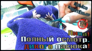 Полный осмотр и чистка дикого крысёнка у ветеринара!  Липа в клинике.  (Wild Rats|Дикие крысы)