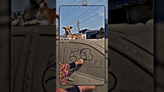 Dog Very Happy 😎🎯 Sigma rule | inspirational quotes | motivational quotes #shorts #motivation