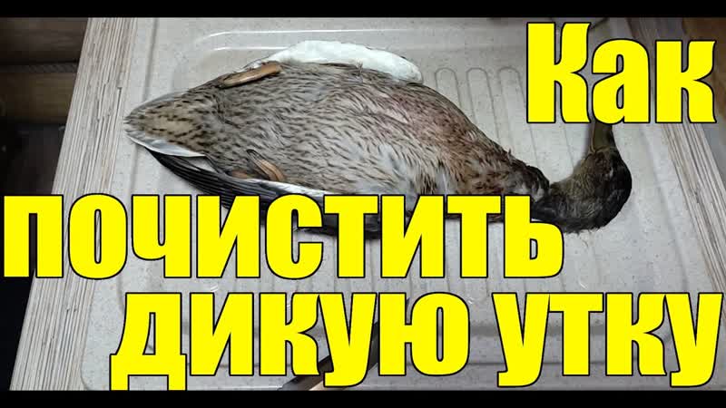 Дикая утка как ее разделать. после охоты. Как ощипать,