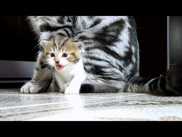 Funny Cats Compilation 2012 for Laughs.