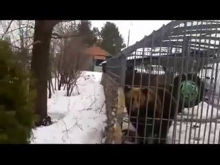 Медведь напал на мужика