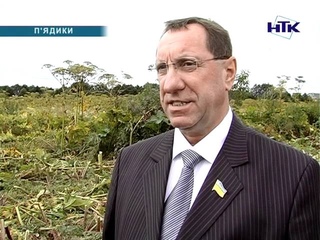 Губернатор дав завдання знищити борщівник