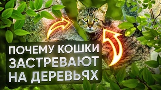 Интересные факты о кошках и котах! Лайфхаки домашних любимцев