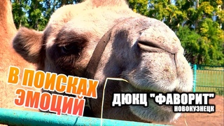 В ПОИСКАХ ЭМОЦИЙ: ДЮКЦ Фаворит. Новокузнецк
