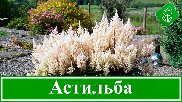 Цветок астильба посадка и уход, выращивание астильбы из