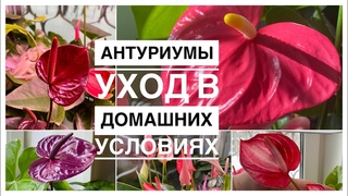 Антуриумы | Еще раз про уход | г.