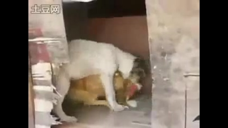 зоо
