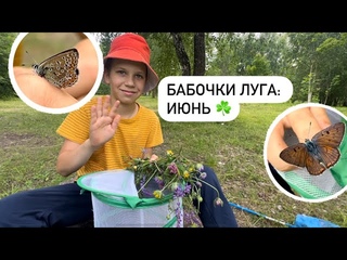 Бабочки луга: июньский обзор от юнната / Бабочки Беларуси ☘️#бабочкибеларуси