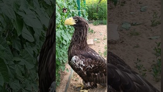 Главным оружием белоплечего орлана являются его когти и ярко-желтый клюв.