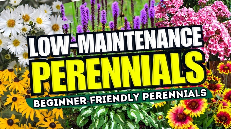 Top 10 Low Maintenance Perennial Flowers ANYONE Can Grow Beginner
