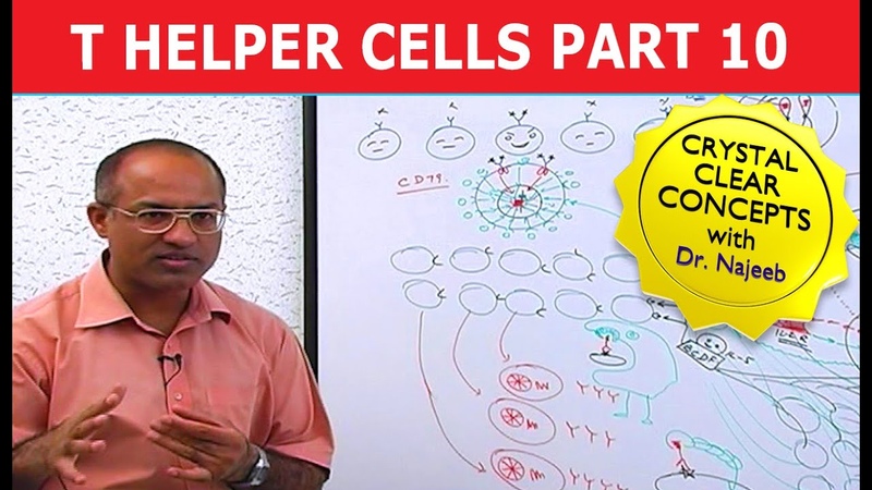 T Helper Cells Immunology Part 10,