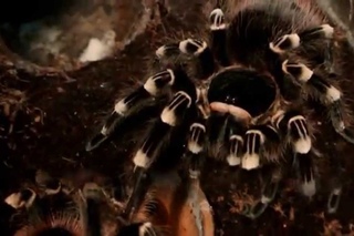 Acanthoscurria geniculata зов самца