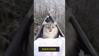 Cats in snow! FUNNY & CUTE VIDEO #funnycats   #funnyanimals