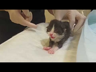 Пятый котенок