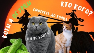 Огурец подкрался незаметно! Коты не против огурцов!