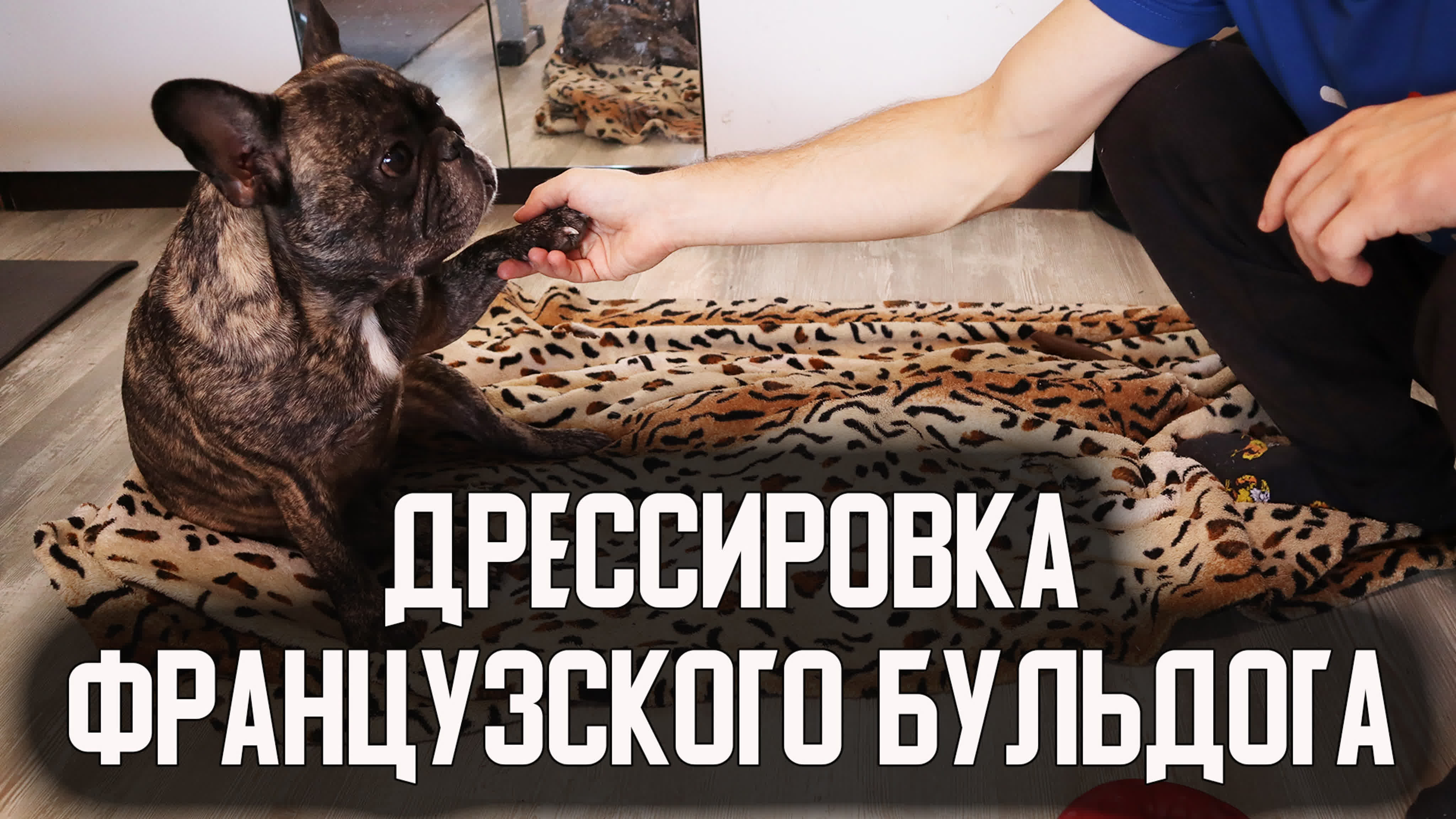 Приколы с французскими бульдогами видео до слез