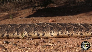 Puff Adder (Bitis arietans arietans) “walking on ribs“