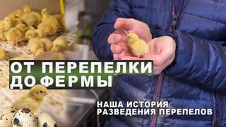 От перепелки до фермы. Наша история разведения перепелов