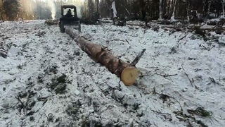 Как и сколько зарабатывают лесорубыВалка и Трелёвка леса на зверях МТЗ-82!