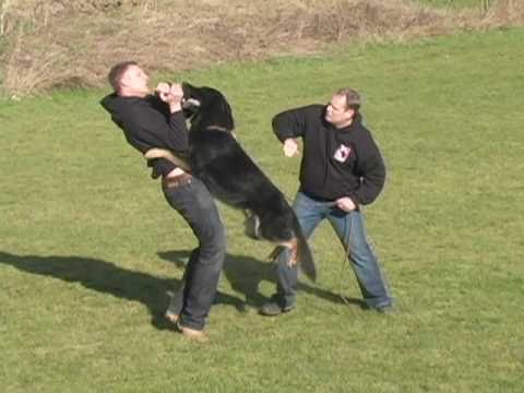 Protection Dog Deactivates Multiple