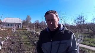 Весеняя перепрививка почкой
