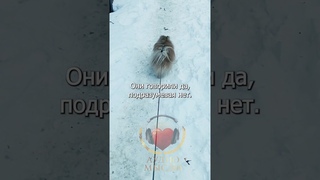 Правдивые слова о зависимых от любви. #shorts #зависимость #жизнь