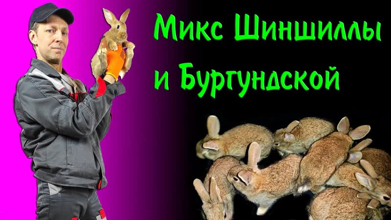 Миксы Бургундской породы и Советской