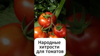 Народные хитрости при выращивание томатов!  #огород #дача #сад #рецепт #томаты