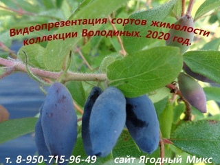 Видеопрезентация сортов жимолости нашей коллекции.