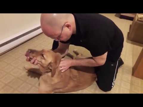 Dog Gets Back Chiropractor for