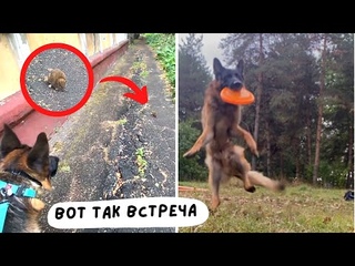 СОБАКА НАШЛА КРЫСУ влог - прогулка, тренировка