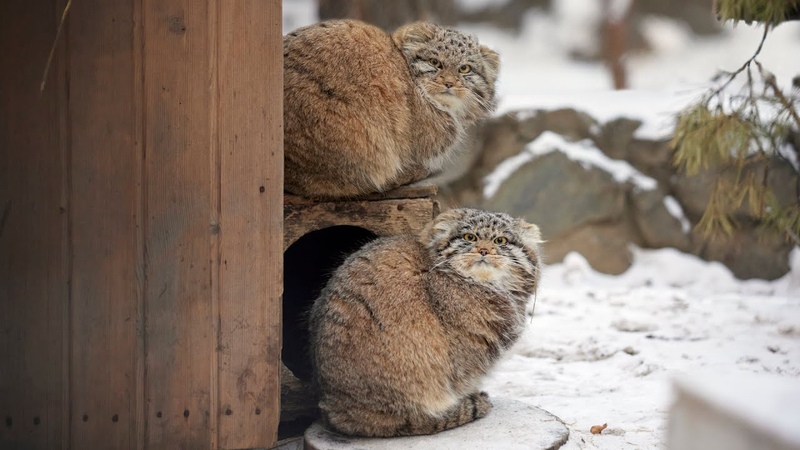 Manul kittens are playing