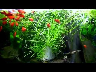 Aquarium. Pogostemon octopus.