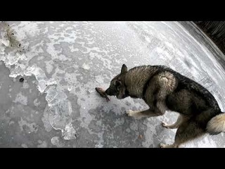 РЫБАЛКА СЕТЯМИ ПО ПЕРВОМУ ЛЬДУ. Лёд сломался - рыбак провалился.