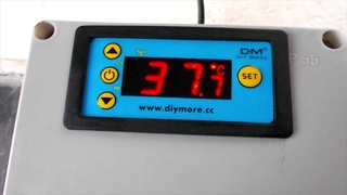 W3231 с подвохом в инкубатор Несушка БИ1,Би2