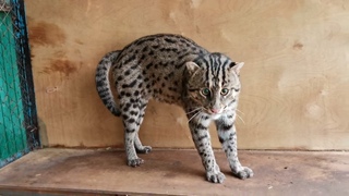 кот-рыбалов:необычный хищник из азиатских тропиков(fishing cat: predator from the Asian tropics)