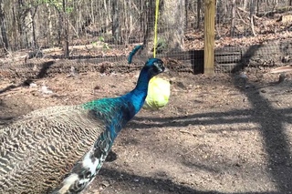 Peacocks, Chickens & Guineas play tether ball with cabbage - Funny Farm Animals