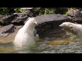 Eisbären Hertha und Tonja im Tierpark Berlin