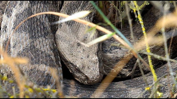 Levantine Viper attacks. Гюрза атакует. Microvipera