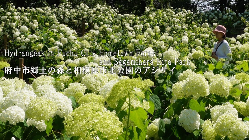 Two parks in the suburbs of Tokyo that are hidden gems for
