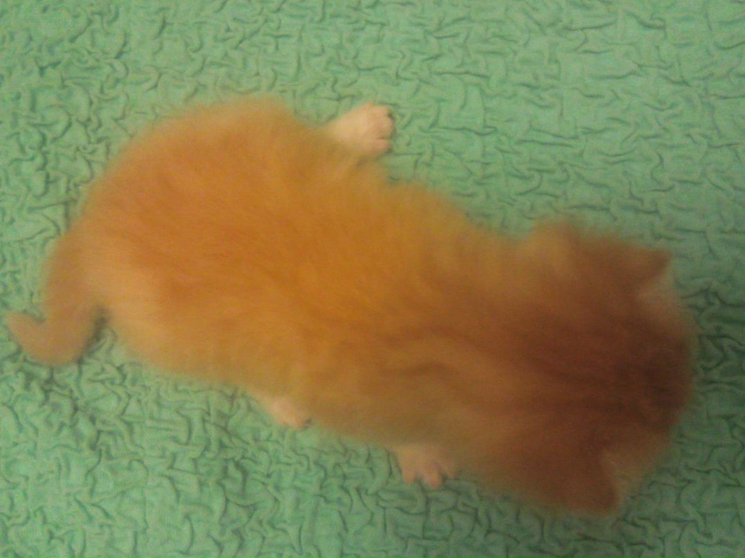 Эля Листвина | Санкт-Петербург