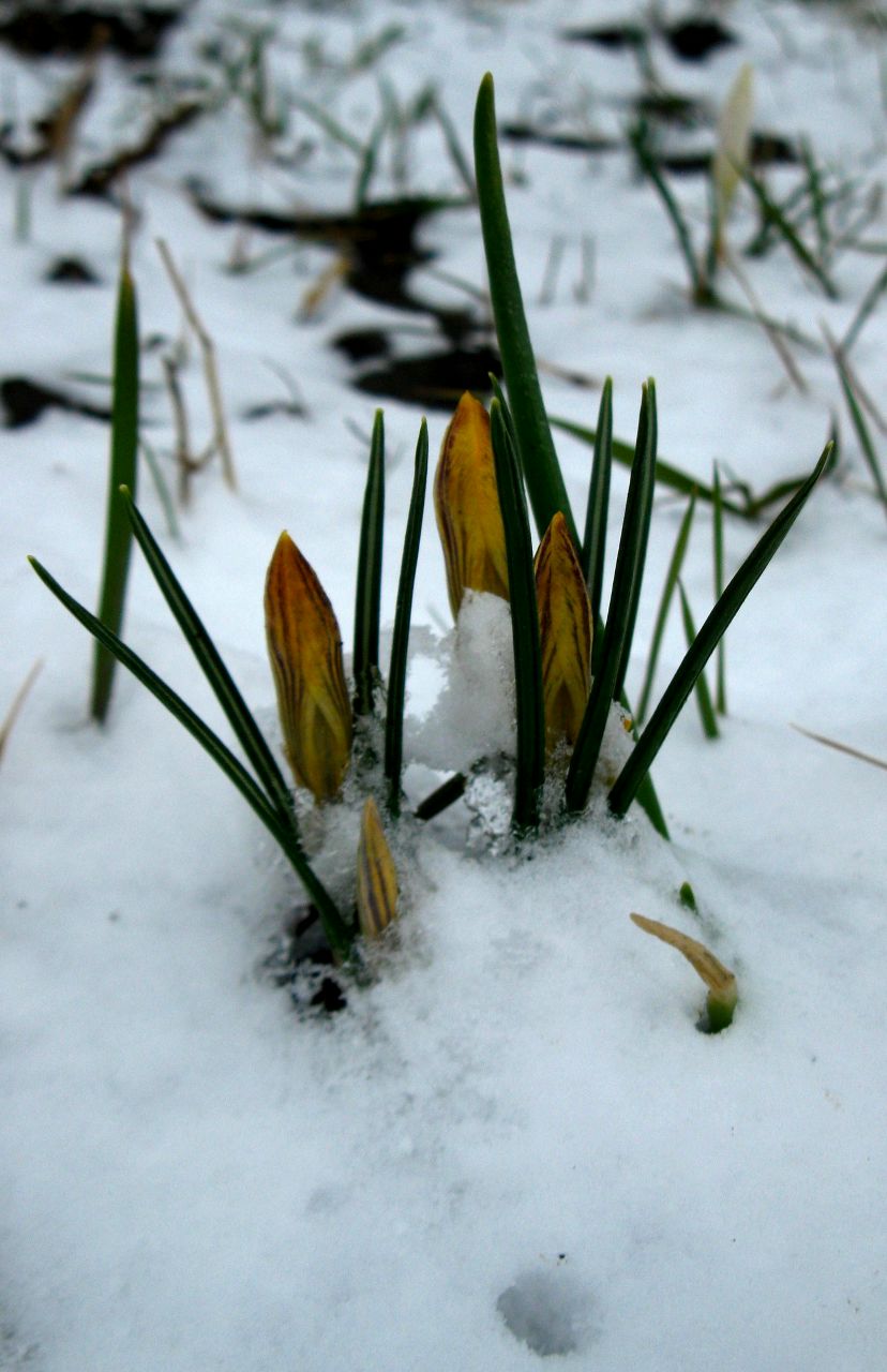 Ольга Власюк | Хмельницкий