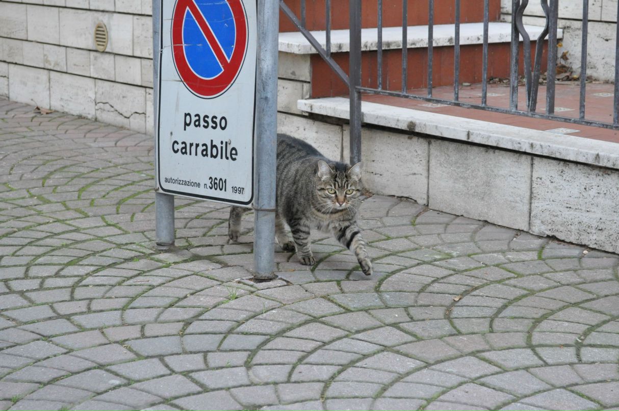 Ksush Couturier le | Санкт-Петербург