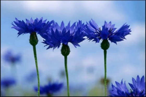 №11, Марина Волкова, 37 лет, Калуга №11, Марина Волкова, 37 лет, Калуга