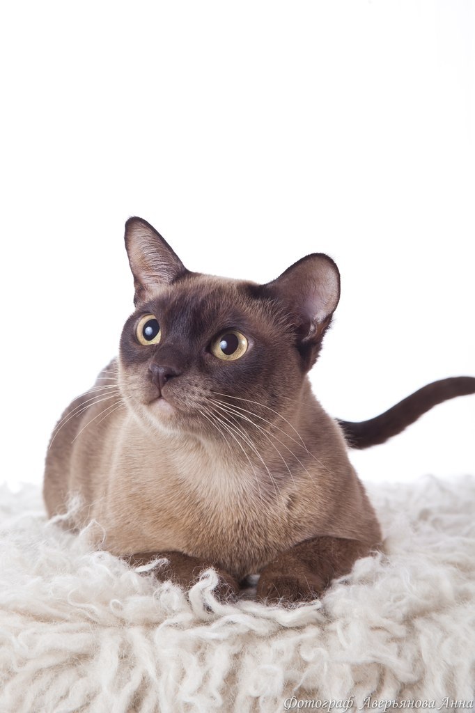 Анфиса Вавилова | Санкт-Петербург